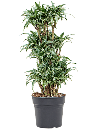 Easy-Care Corn Plant Dracaena compacta variagata Tall Indoor House Plants Trees