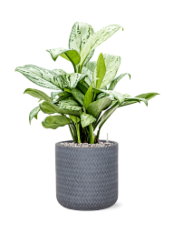 Delicate Chinese Evergreen Aglaonema 'Christina' Indoor House Plants