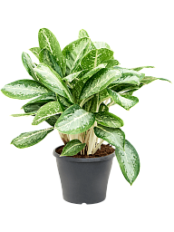 Delicate Chinese Evergreen Aglaonema 'Milky way' Indoor House Plants