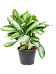 Delicate Chinese Evergreen Aglaonema 'Milky way' Indoor House Plants
