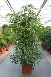 Lush Fig Tree Ficus benjamina 'Exotica' Tall Indoor House Plants Trees