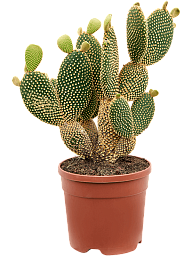 Easy-Care Bunny Ears Opuntia microdasys Indoor House Plants