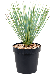 Photogenic Beaked Blue Yucca rostrata (170-200) Indoor House Plants