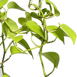 Shade-loving Satin Pothos Scindapsus (Epipremnum) 'Golden Pothos' Indoor House Plants