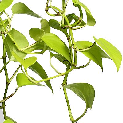 Shade-loving Satin Pothos Scindapsus (Epipremnum) 'Golden Pothos' Indoor House Plants