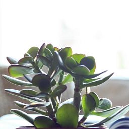 Crassula Ovata Money Plant in LECHUZA-PURO Self-watering Planter, Total Height 30 cm