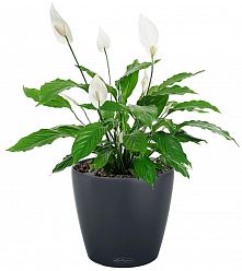 Blooming Spathiphyllum in LECHUZA CLASSICO Color Self-watering Planter, Total Height 45 cm