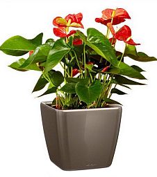 Blooming Anthurium Andraeanum Scarlet in LECHUZA QUADRO LS Self-watering Planter, Total Height 50 cm