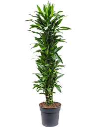 Easy-Care Corn Plant Dracaena fragrans 'Janet Lind' Tall Indoor House Plants Trees