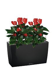 Blooming Anthurium Andraeanum Mix in LECHUZA CARARO Self-watering Planter, Total Height 80 cm