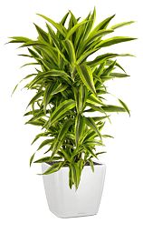 Dracaena Fragrans Lemon Lime in LECHUZA QUADRO LS Self-watering Planter, Total Height 150 cm