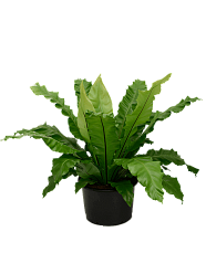 Shade-loving Birds Nest Fern Asplenium nidus Indoor House Plants