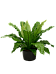 Shade-loving Birds Nest Fern Asplenium nidus Indoor House Plants