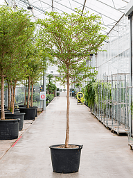 Tropical Black Olive Tree Bucida buceras 'Shady Lady' (800-900)