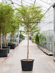 Tropical Black Olive Tree Bucida buceras 'Shady Lady' (800-900)