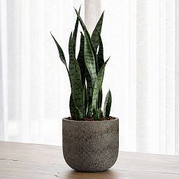 Cement & Stone Round Planter | Indoor and Outdoor Plant Pot