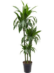 Impressive Corn Plant Dracaena fragrans 'Janet Craig' Tall Indoor House Plants Trees