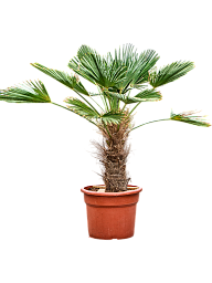 Windmill Palm Tree Trachycarpus wagnerianus