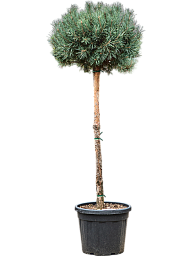 Showy Scots Pine Pinus sylvestris 'Watereri Nana' Outdoor Plants