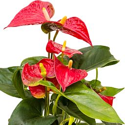 Elegant Flamingo Flower Anthurium andraeanum 'Sierra' Indoor House Plants