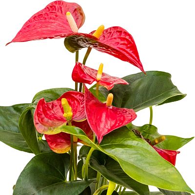 Elegant Flamingo Flower Anthurium andraeanum 'Sierra' Indoor House Plants