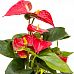 Elegant Flamingo Flower Anthurium andraeanum 'Sierra' Indoor House Plants