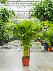 Lush Areca Palm Dypsis (Areca) lutescens Indoor House Plants
