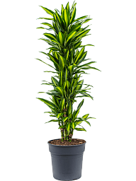 Colorful Corn Plant Dracaena fragrans 'Cintho' Indoor House Plants