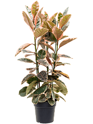 Lush Rubber Plant Ficus elastica 'Belize' Indoor House Plants