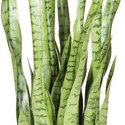 SANSEVIERIA EXTRA Artificial Flower Plant