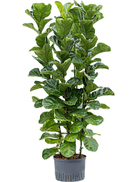 Lush Fiddle Leaf Fig Tree Ficus lyrata 'Bambino' Indoor House Plants