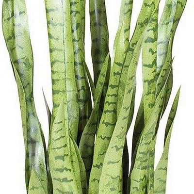 SANSEVIERIA EXTRA Artificial Flower Plant