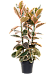 Lush Rubber Plant Ficus elastica 'Belize' Indoor House Plants