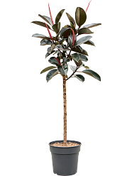 Ficus elastica 'Burgundy'