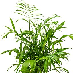 Shade-loving Parlour Palm Chamaedorea seifrizii Indoor House Plants