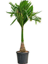 Tropical Dwarf Betel Nut Palm Areca catechu dwarf (450-525) Tall Indoor House Plants Trees
