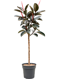 Ficus elastica 'Burgundy'