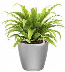 Asplenium Fern in LECHUZA CLASSICO LS Self-watering Planter, Total Height 50 cm