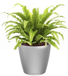 Asplenium Fern in LECHUZA CLASSICO LS Self-watering Planter, Total Height 50 cm
