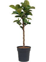 Ficus elastica 'Cloe' W40 H(72-85) cm, Potsize D21 cm