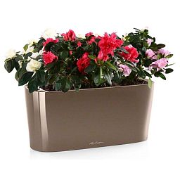 Blooming Azalea in LECHUZA DELTA Self-watering Planter, Total Height 40 cm