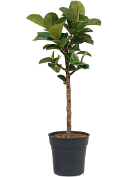 Ficus elastica 'Cloe'