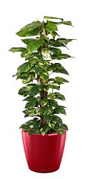 Easy-Care Fern Epipremnum aureum Golden Pothos in LECHUZA CLASSICO LS Self-watering Planter, Total Height 160 cm Indoor House Plants