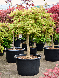 Acer pal. diss. 'Viridis'