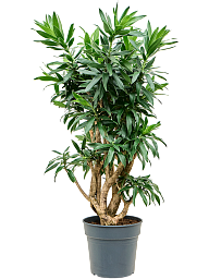 Easy-Care Dragon Tree Pleomele (Dracaena) reflexa Tall Indoor House Plants Trees
