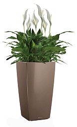 Blooming Spathiphyllum Sweet Chico in LECHUZA CUBICO Self-watering Planter, Total Height 80 cm