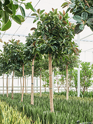 Lush Rubber Plant Ficus elastica 'Robusta' Indoor House Plants