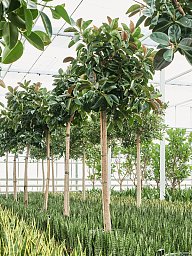 Lush Rubber Plant Ficus elastica 'Robusta' Indoor House Plants