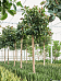 Lush Rubber Plant Ficus elastica 'Robusta' Indoor House Plants