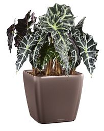 Alocasia Polly in LECHUZA QUADRO LS Self-watering Planter, Total Height 70 cm